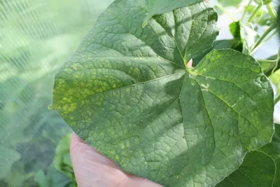 Ржавчина фиалок (Puccinia violae) | BOTSAD.BY