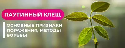 Фиалки. Особенности ухода. Болезни и вредители | Блог GreenMarket
