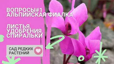 Фиалки, пересадка после обработки от клеща - YouTube