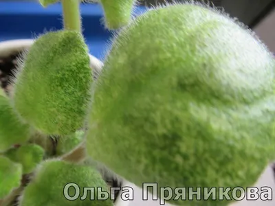 https://dzen.ru/a/ZZ-z9L7gxTQNvZo3