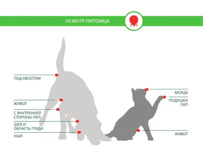 Мою собаку укусил клещ, что теперь делать? - Bravecto RU