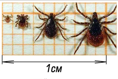 Как отличить энцефалитного клеща от обычного?
