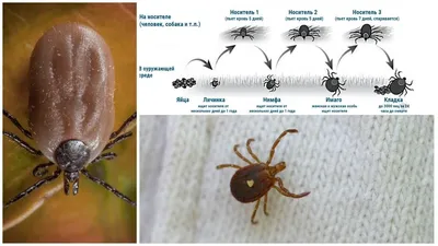 Иксодовые (энцефалитные) клещи – виды, места обитания и особенности  развития | ЗАЩИТА от ВРЕДИТЕЛЕЙ | Дзен