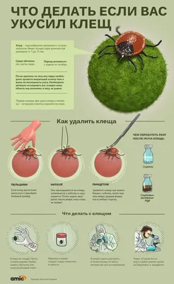 В чем опасность энцефалитного клеща: чем он отличается от обычного, как  избежать укуса