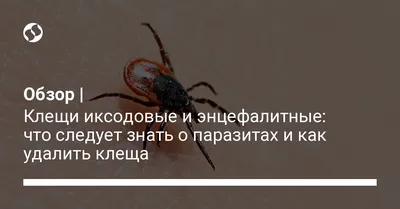 Павлодарские клещи не представляют энцефалитной опасности / Павлодар-онлайн  / Павлодар / Новости / Павлодарский городской портал