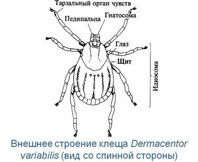 Домашние пылевые клещи: как избавиться в квартире, чем опасны, как выглядят