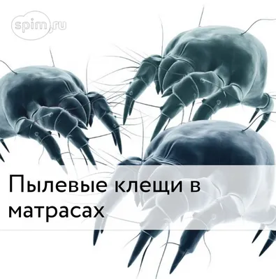 Паразиты клещи. Паразит Tick удалением иллюстрации щипчиков вектора.  Acarus. Паук клещи. Клещ Иллюстрация вектора - иллюстрации насчитывающей  ангстрома, укусы: 181915983