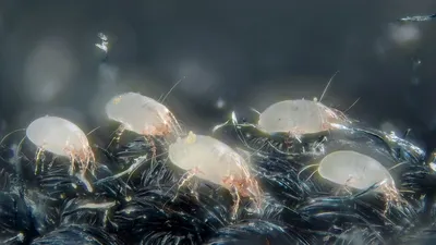 Клещ у муравьев: как выглядит, описание, способы борьбы, что делать, если  рабочие погибли, а матка жива