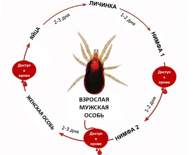 Красный куриный клещ (продукт «Нор-Майт Ликвид»)