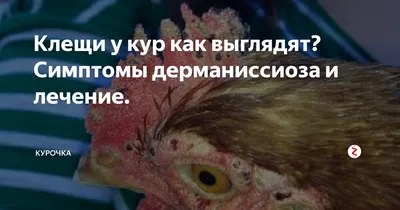 Клещи у кур как выглядят? Симптомы дерманиссиоза и лечение. | Курочка | Дзен
