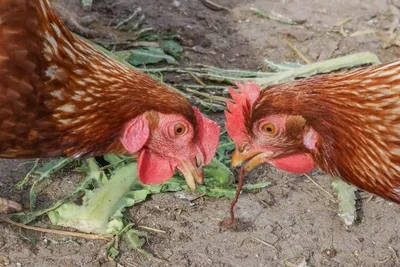 Куриные блохи: бомба замедленного действия