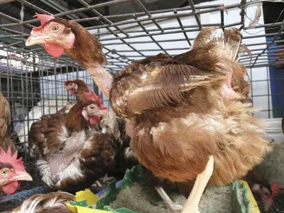 Капилляриоз у птиц: причины, симптомы и лечение | компания NITA-FARM
