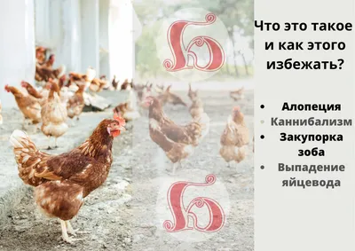Почему лысеют куры? | Камчатгосплем