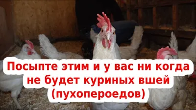 Заболевания кур-несушек
