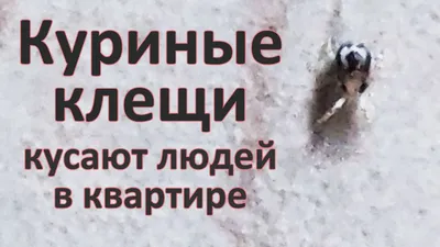 Кашель у кур: причины, меры, лечение препаратами