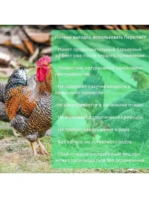 Красный куриный клещ: как обрабатывать птицу и помещения