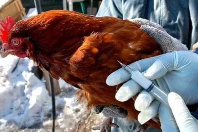 Кокцидиоз у кур: причины, симптомы и лечение | компания NITA-FARM