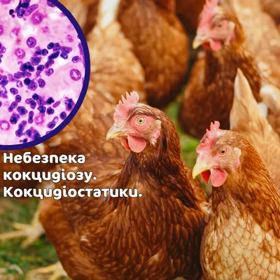 Что это внутри курицы? Когда вскрыл обнаружил какие то шарики. Шарики  твёрдые. Размером 4-8 мм. В разрезе фото прилагаю. | Fermer.Ru - Фермер.Ру  - Главный фермерский портал - все о бизнесе в