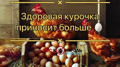 Ветеринарная клиника Сотникова on Instagram: \"Куриные (птичьи) клещи – это  относительно крупные паразиты с телом овальной формы красновато-коричневого  цвета и белыми пятнами на спинке. Эти клещи распространены повсеместно и,  как следует из