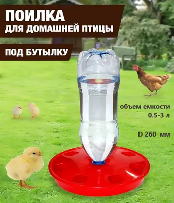 Суета вокруг курятника: самые частые проблемы домашней птицы