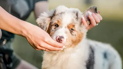 Как безопасно убрать клещей с собаки: пошаговая инструкция - ForumDaily