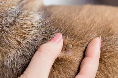 Ушной клещ у собак: симптомы, лечение и профилактика | HOME FOOD
