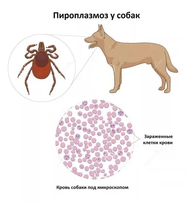 Почему у питомца чешутся уши? - От ушей до хвоста