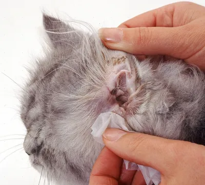 Способы лечения ушного клеща у кошек