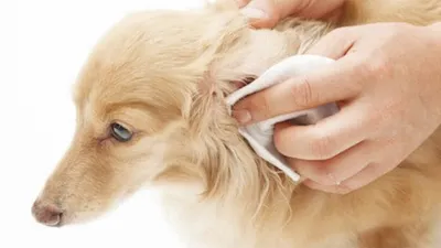 Ушной клещ у собак | Симптомы | Лечение. - YouTube