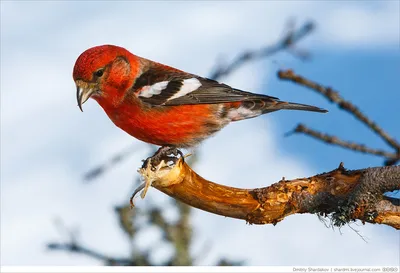 Клест белокрылый - Loxia leucoptera - Two-barred Crossbill… | Flickr