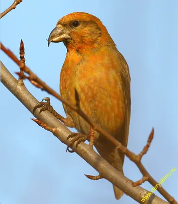 Клест-еловик Loxia curvirostra Red Crossbill