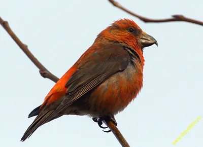 Клест-еловик Loxia curvirostra Red Crossbill