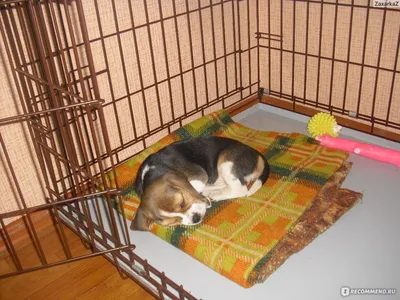 Клетка Ferplast Dog-Inn металлическая для собак – купить в Москве, цены |  Интернет-магазин Динозаврик