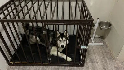 Купить Клетка для собак, домашняя клетка для маленьких собак с туалетом, клетка  для собак, лоток для фекалий, забор для собак, клетка для домашних  животных, универсальная клетка на четыре сезона | Joom