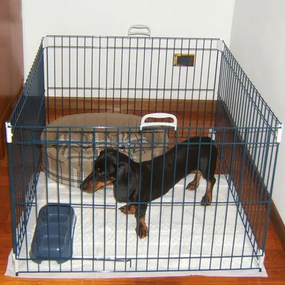 Клетка для собак на 2 двери 93*69*62 см, Trixie (Трикси) купить за 3  592.00грн. в Киеве доставка по Украине. Клетки и будки в зоомагазине  Зоосервис