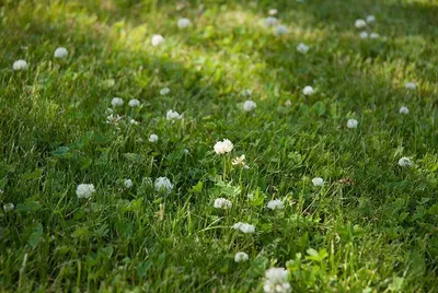 Клевер белый - купить оптом в Москве по выгодной цене - в компании \"Green  City\"