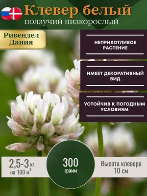 Клевер Белый семена газона, Агроуспех 30г - купить в Москве, цены на  Мегамаркет