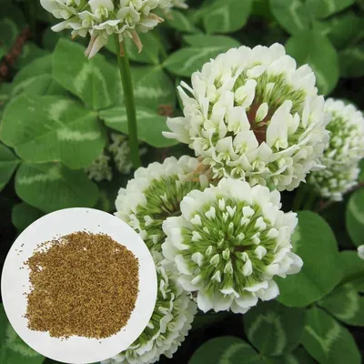 Клевер Белый Ривендел 0,5 кг — Питомник Летний сад