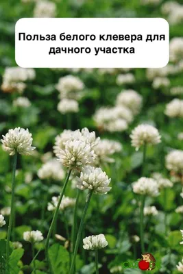 Клевер Нанук ползучий белый сидерат 20 гр. купить оптом в Томске по цене  48,2 руб.