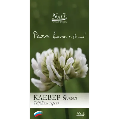 Клевер белый