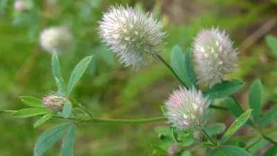 Клевер пашенный (Trifolium arvense L.)