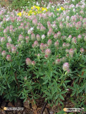 Trifolium arvense L. - Клевер пашенный