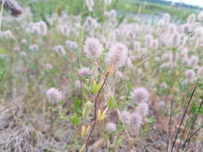 Клевер пашенный - Trifolium arvense L. . Список сорных растений и семенная  продуктивность, характеристика и название сорняков