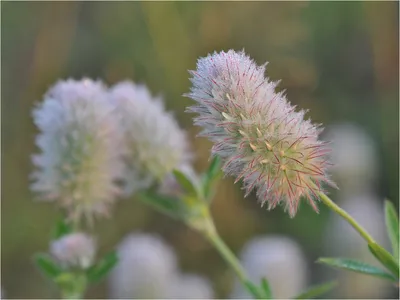 Trifolium arvense L. - Клевер пашенный