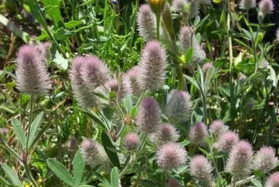 Trifolium arvense