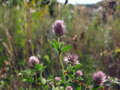 Клевер пашенный (Trifolium arvense)