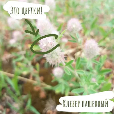 Клевер пашенный, котики