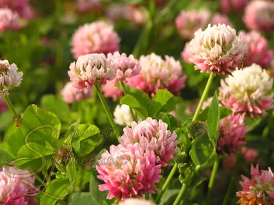 Фотокаталог растений: Клевер пашенный (Trifolium arvense)