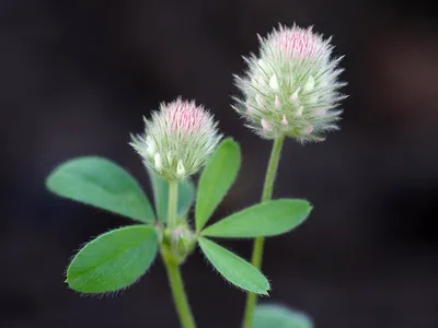 Фотокаталог растений: Клевер пашенный (Trifolium arvense)