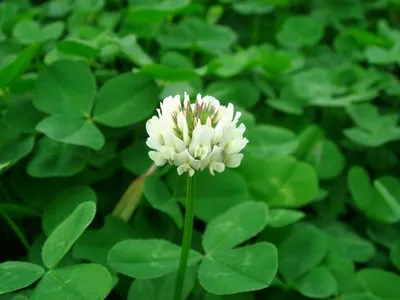 Милашка или вредитель? | PlantagoMedia | Дзен